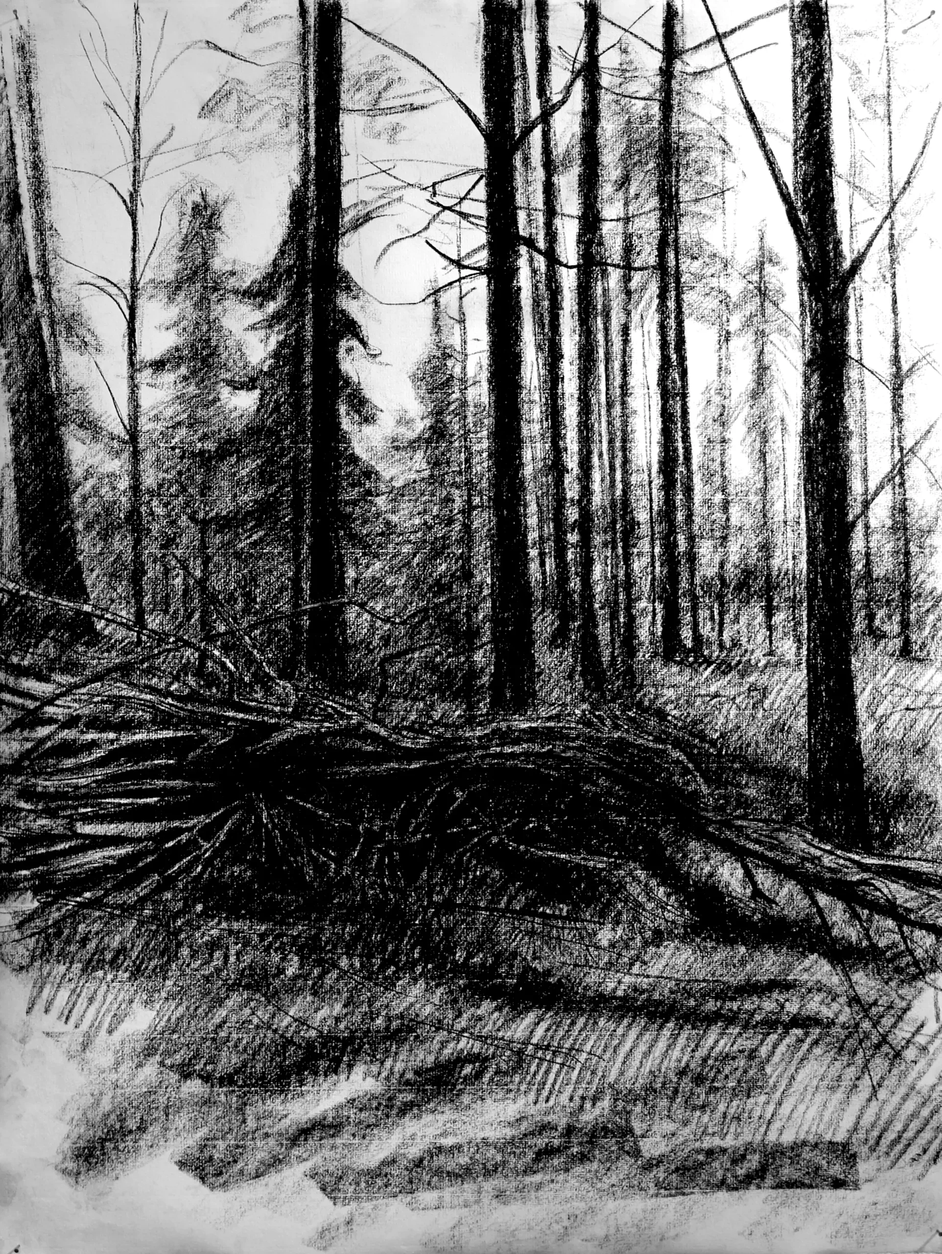 Ramas.
Dibujo sobre Papel verjurado 100 g., 64 x 48 cm